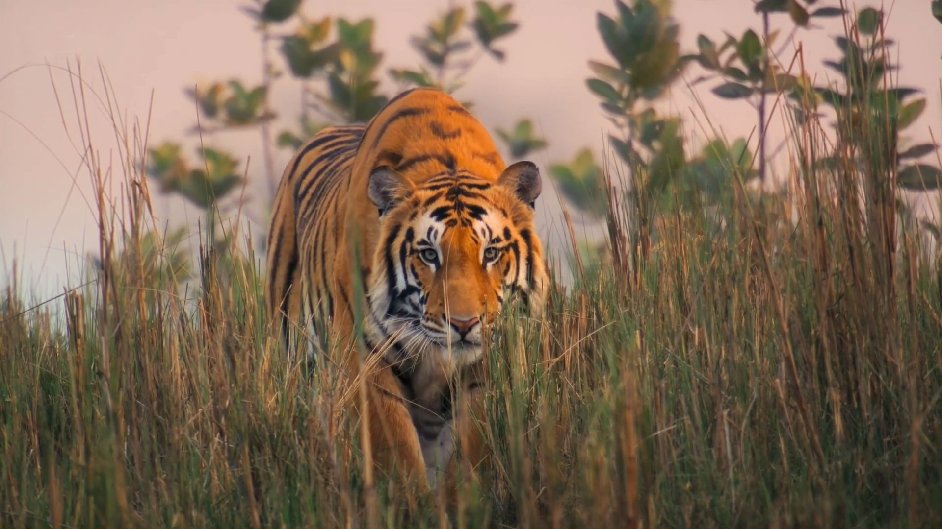 Baliprod BBC Asia First Look 04